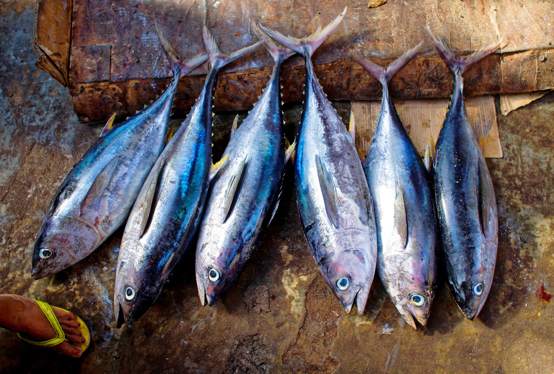 fish